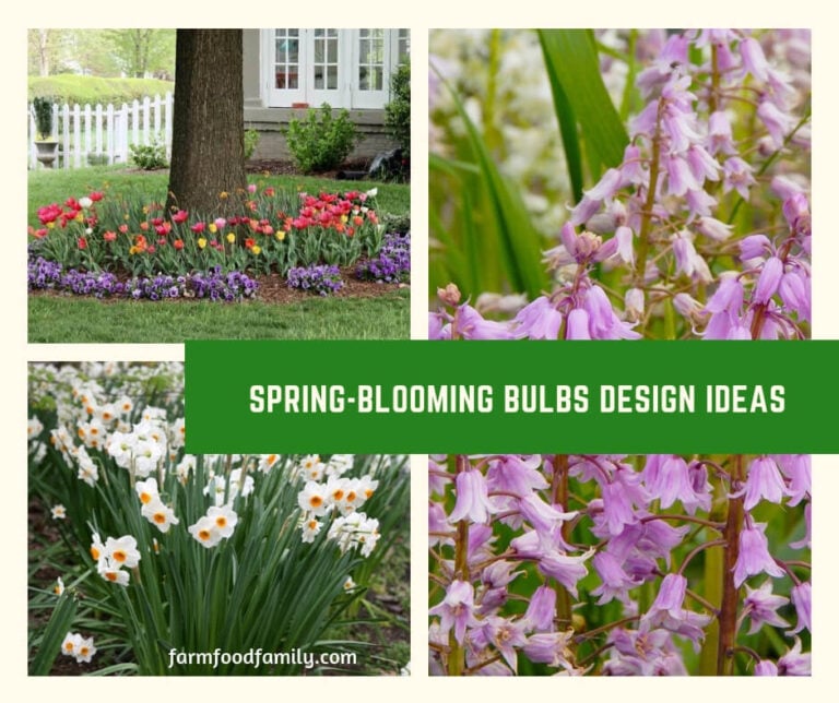Spring-blooming Bulbs Design Ideas