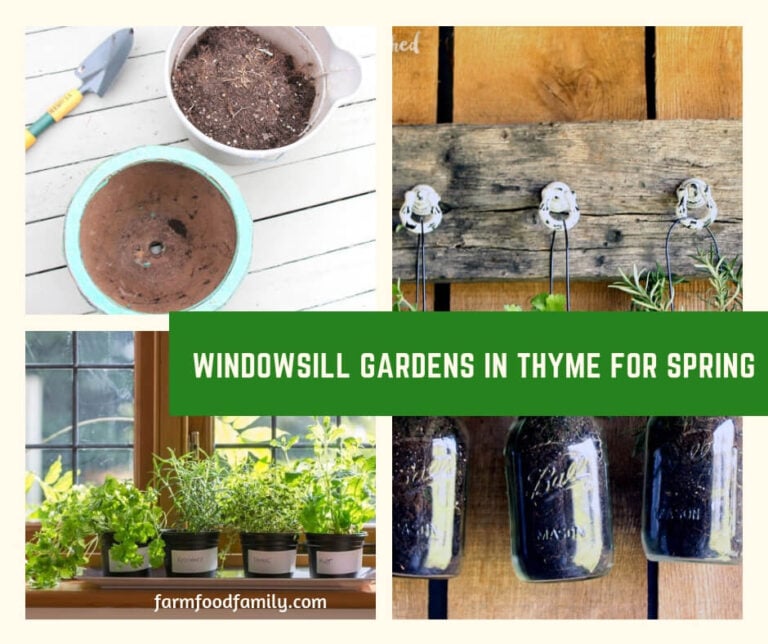 Windowsill Gardens in Thyme for Spring