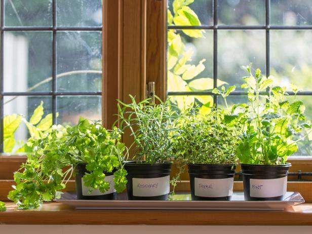 Windowsill herb garden