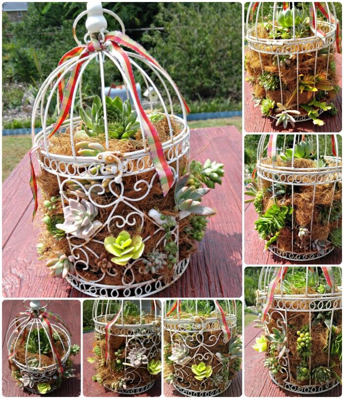Succulent Bird Cage Planter