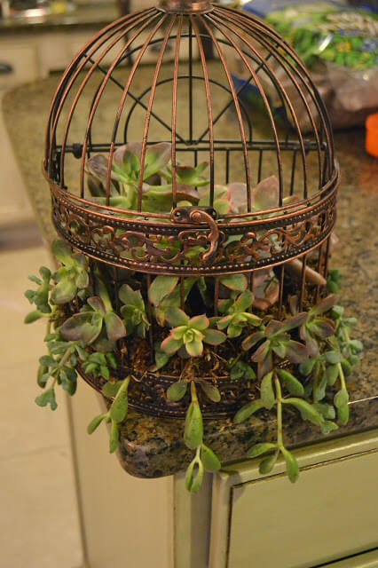 Succulent Birdcage Wreath