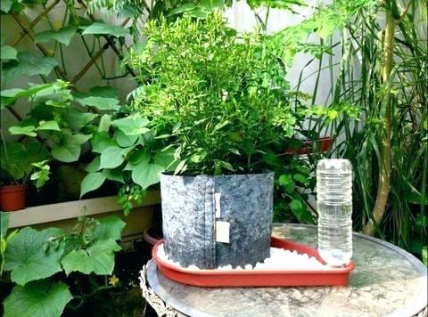 Self watering pots | Best DIY Self-Watering System Ideas