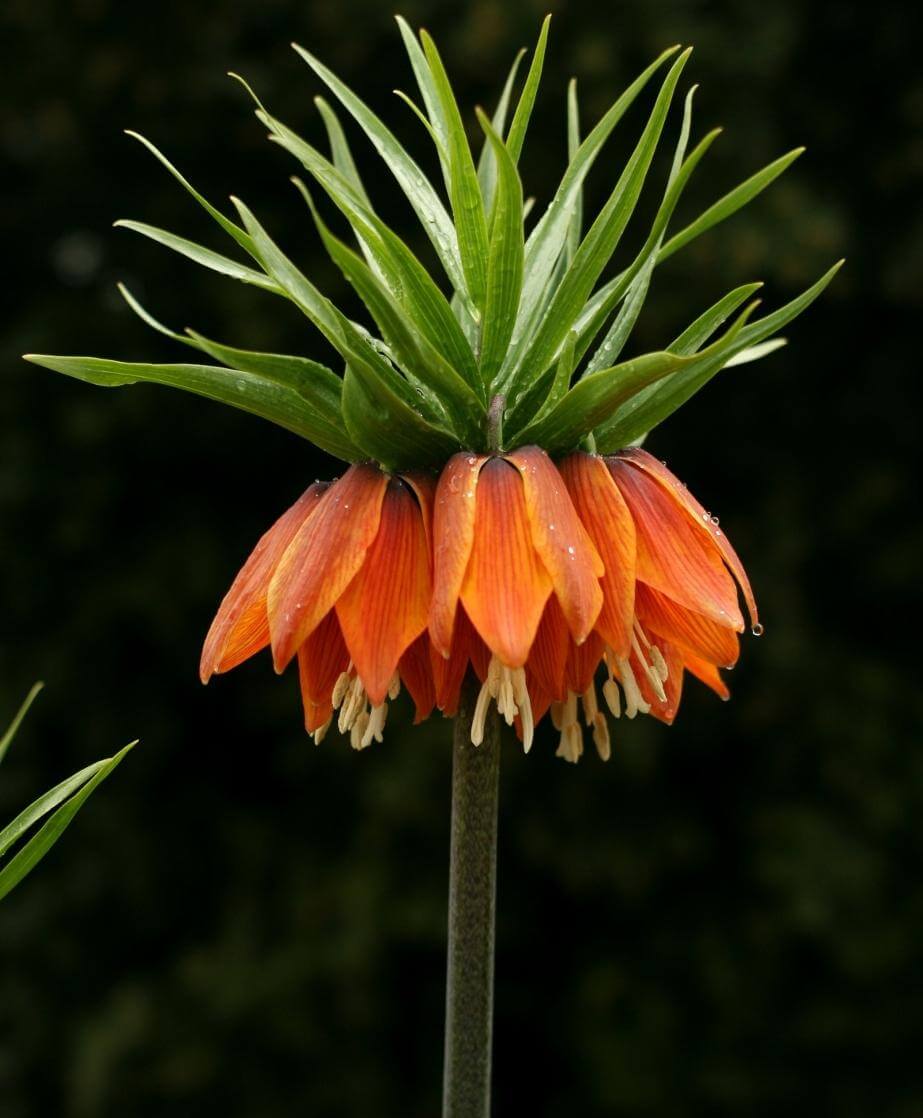Crown Imperial | Fritillaria imperialis