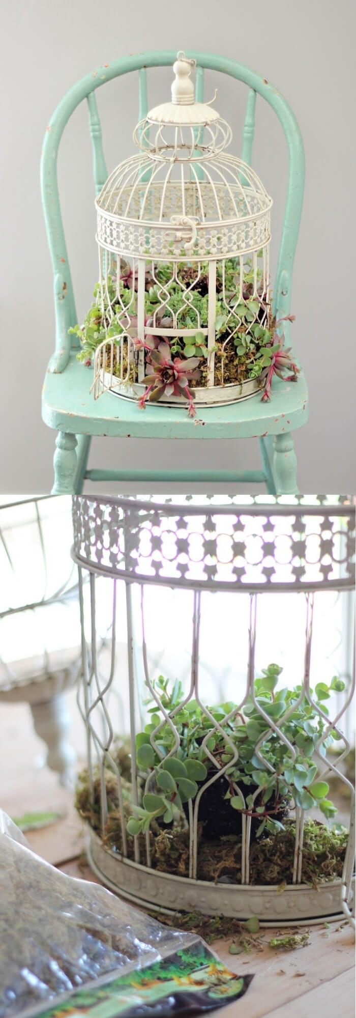 Plant succulents in a birdcage