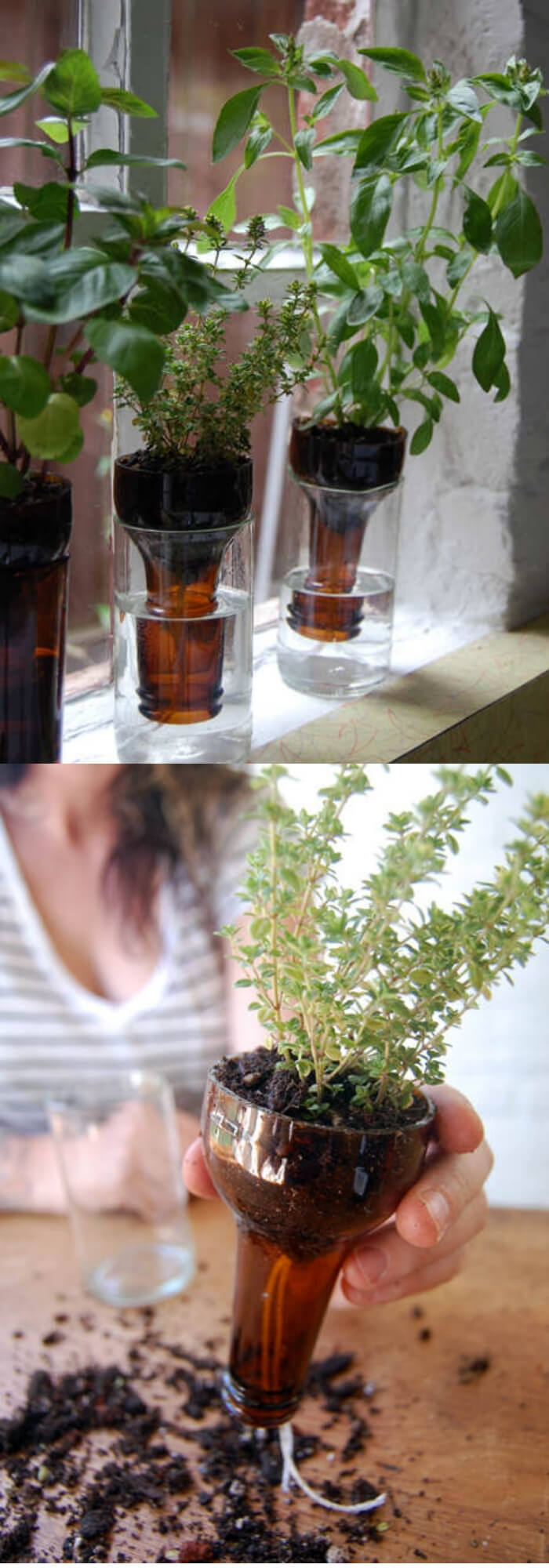 Self watering for herbs | Best DIY Self-Watering System Ideas