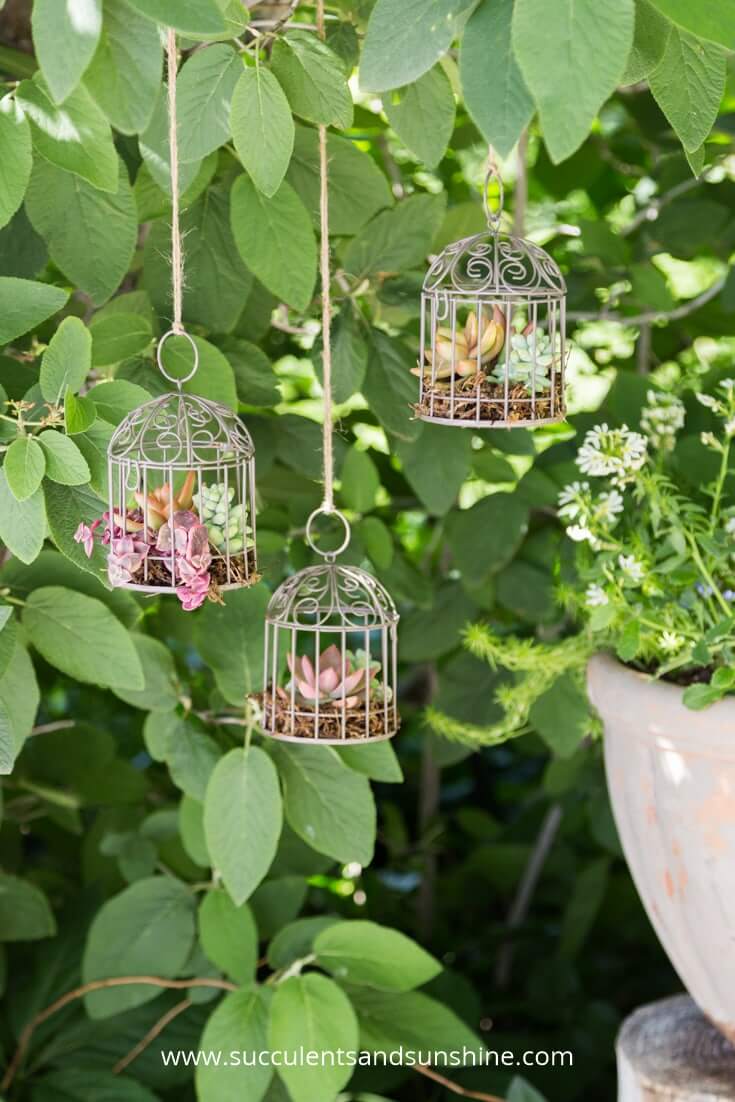 Succulents in Miniature Bird Cages