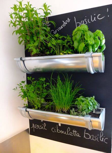 Herb indoors
