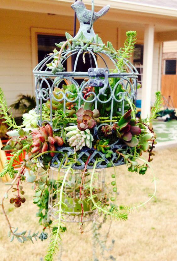 Succulents Bird Cage