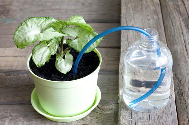 Self Watering Planter | Best DIY Self-Watering System Ideas
