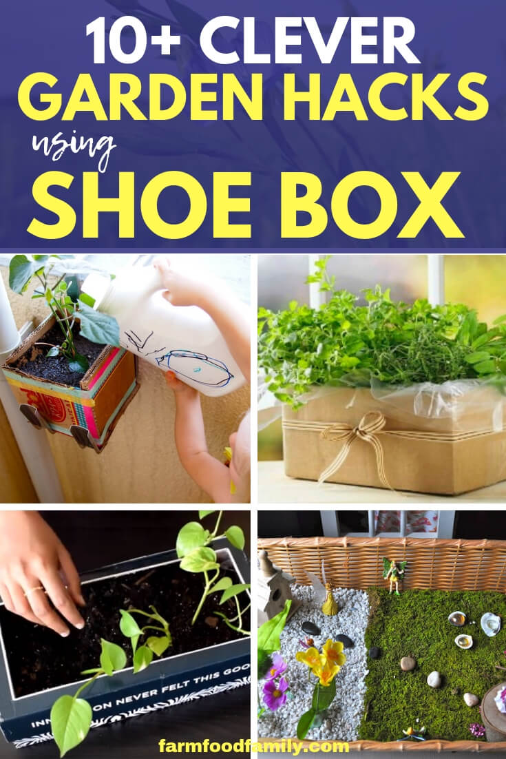 Best Repurposed Garden Ideas Using Shoe Box