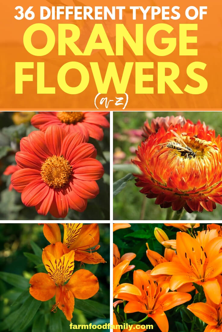 36 Different Types of Orange Flowers with images (A-Z)