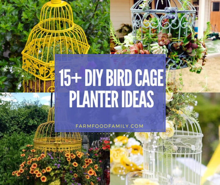 Best DIY Bird Cage Planter Ideas