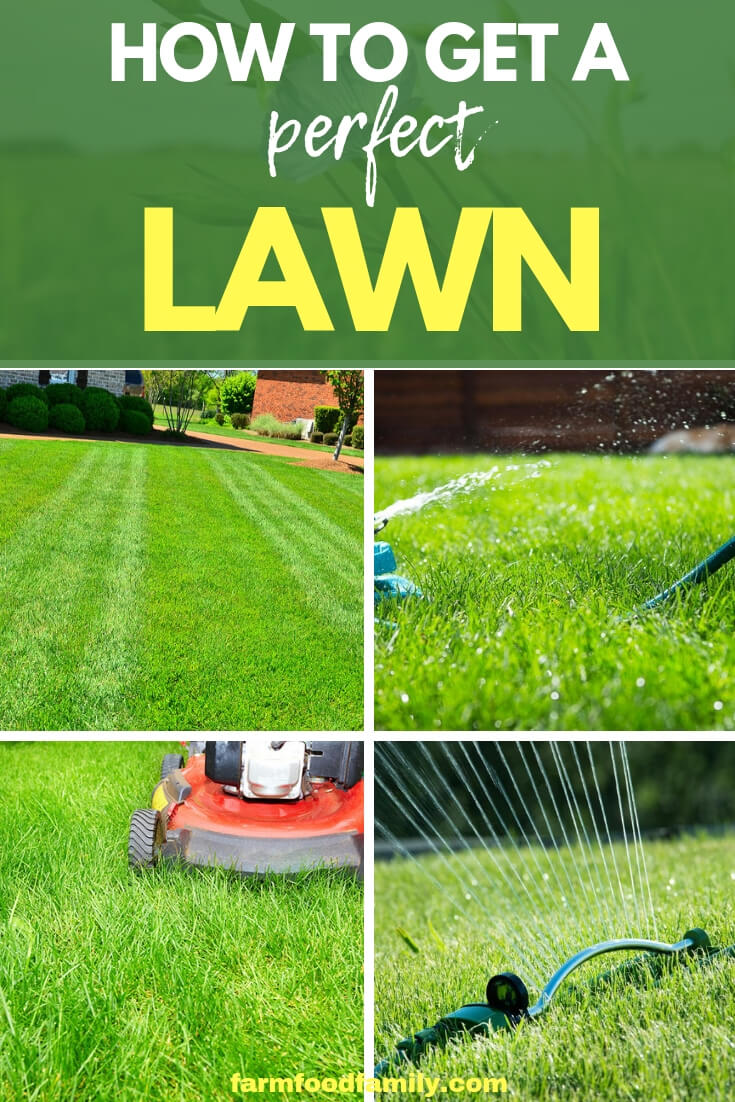 A lawn requires care but by following some basic guidelines a green carpet to envy can be produced. Find out how to get a perfect lawn.