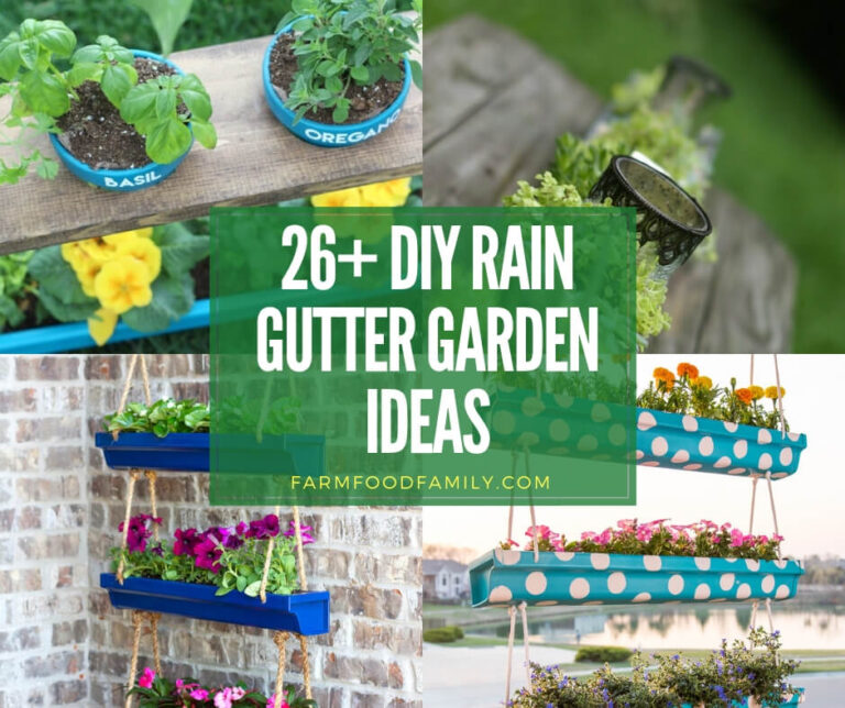 Best rain gutter garden ideas