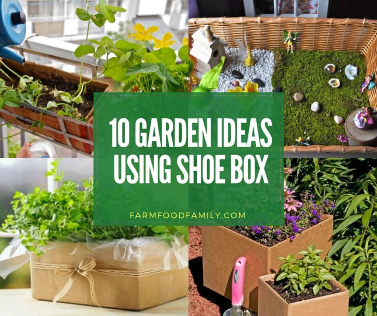 Best garden ideas using shoe box
