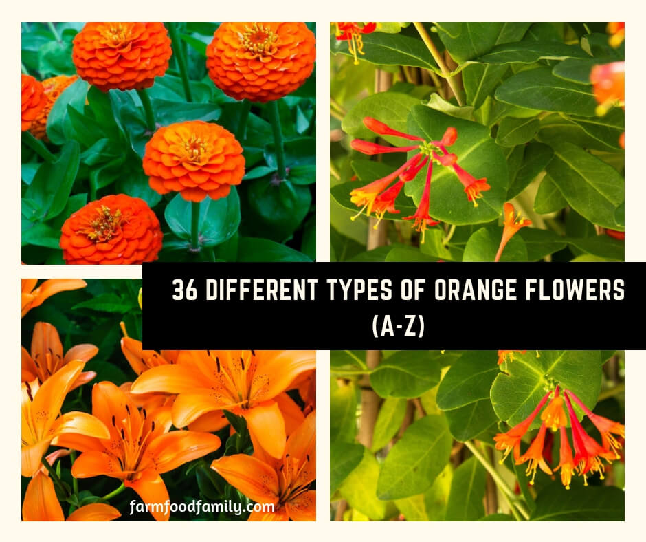 36 Different Types of Orange Flowers (A-Z)