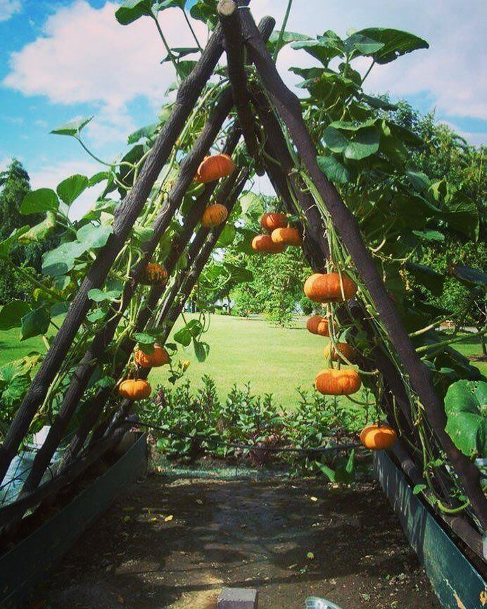 DIY Ideas To Upgrade Your Garden: Trellis For Pumpkins