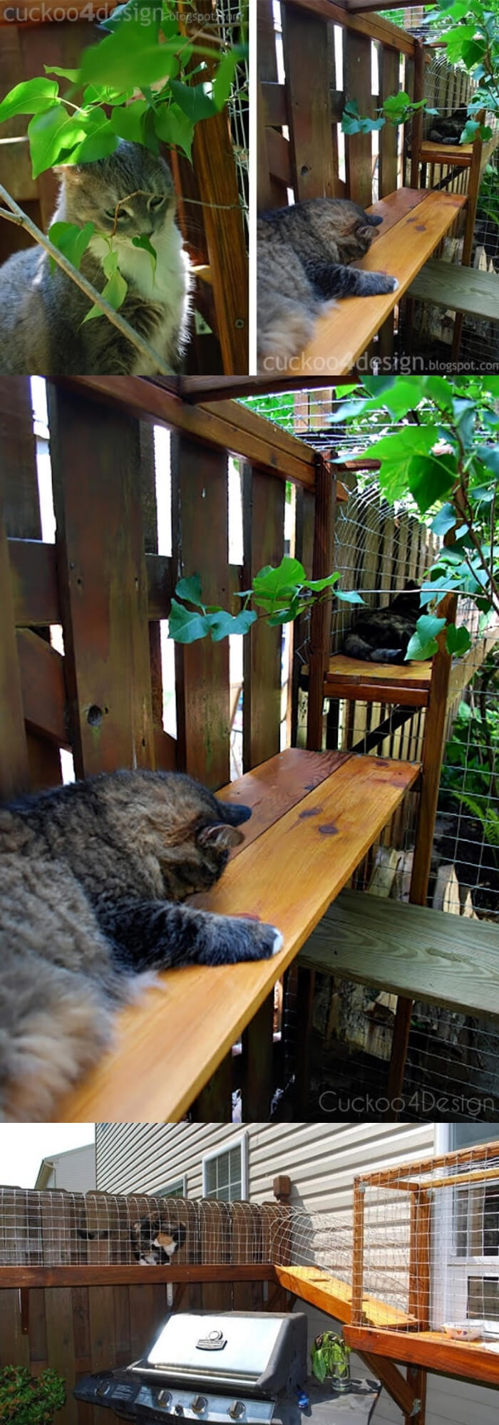 Easy DIY Cat Enclosure | DIY Backyard Projects For Summer | FarmFoodFamily