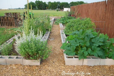 Cinder block raised beds for herb garden