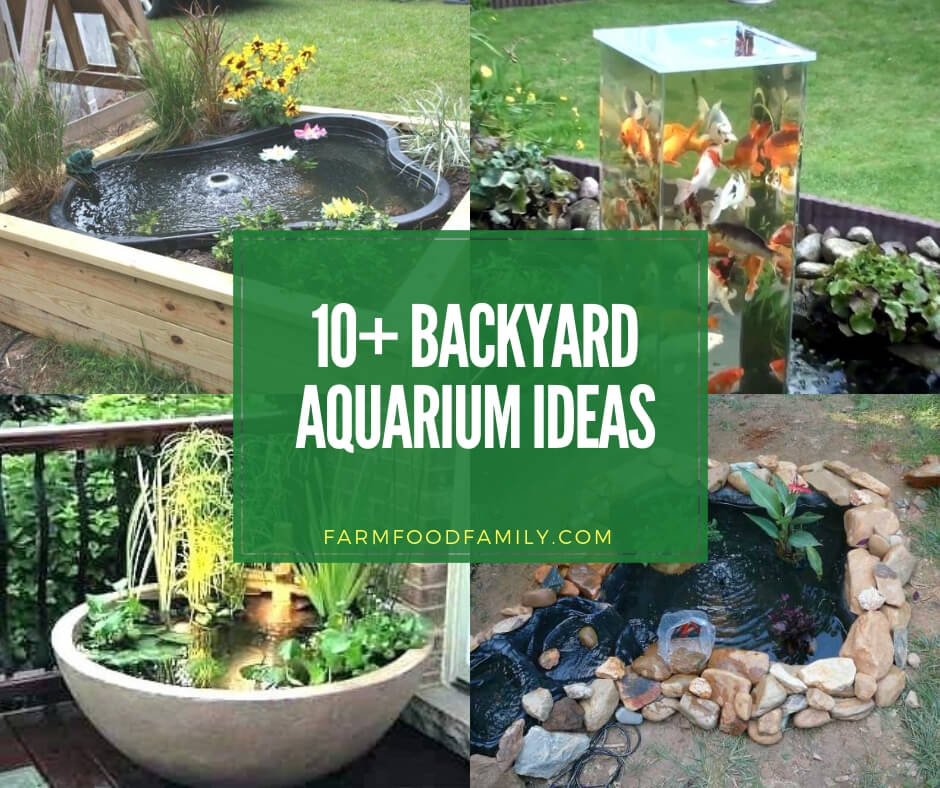 best backyard aquarium ideas