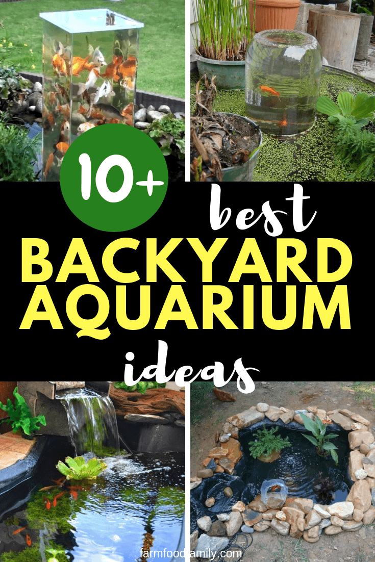 best backyard aquarium ideas