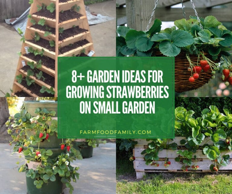best diy ideas for growing strawberries on small garden