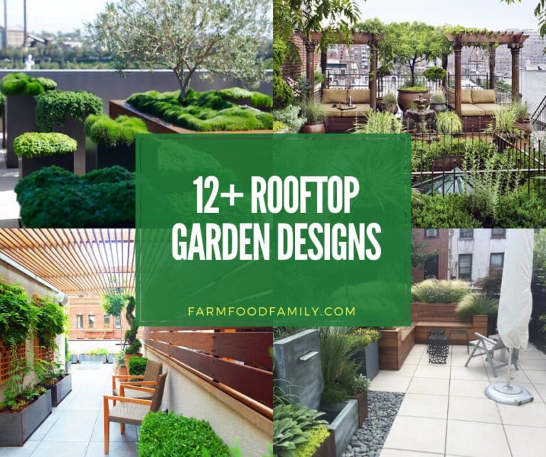 Best rooftop garden ideas and designs