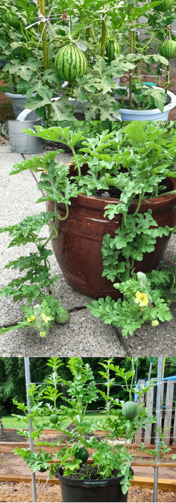 Growing Watermelon in containers