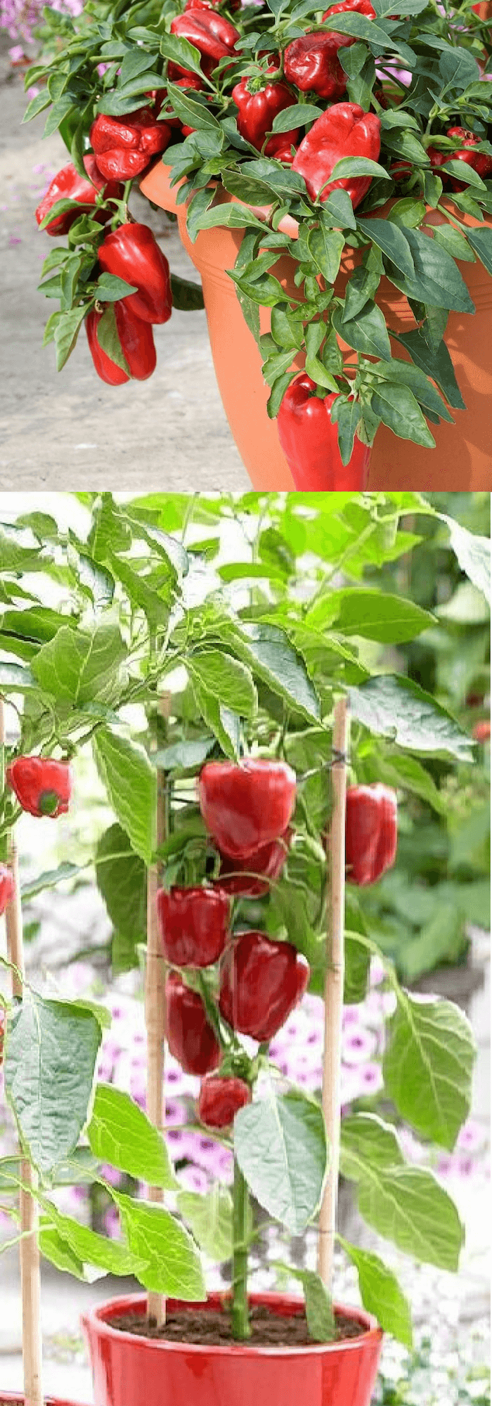 Growing Bell Peppers in Containers
