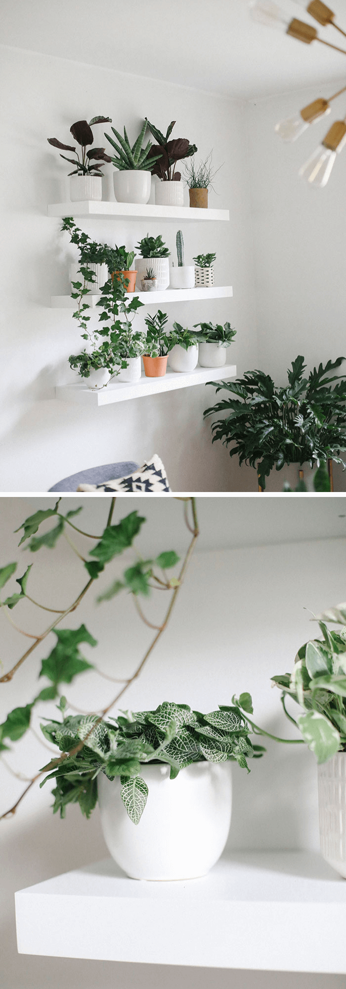 How to build an oxygen-filled plant wall