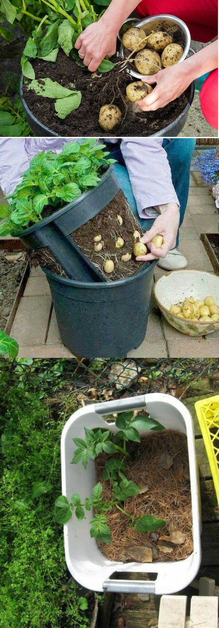 How to grow potatoes in pots