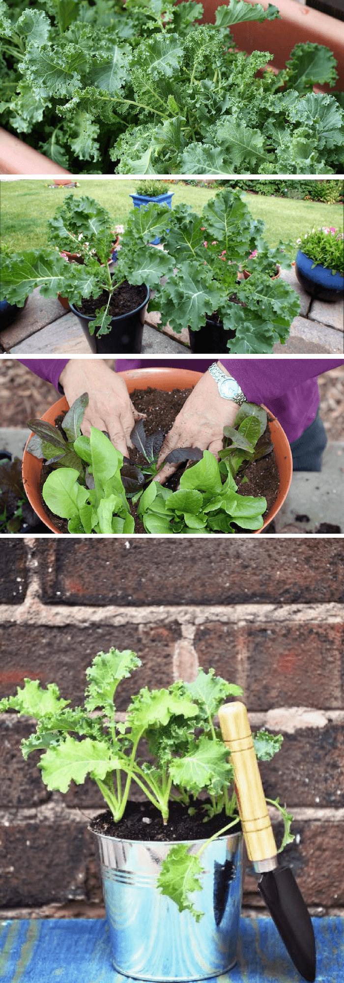 Growing Kale in containers