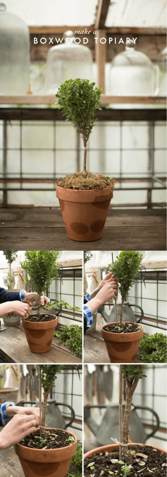 how to make a topiary tree in pot for beginners Boxwood Topiary DIY