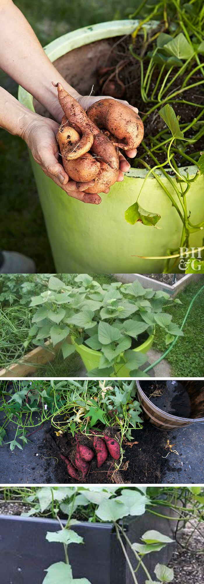 Tips for growing sweet potatoes in pots