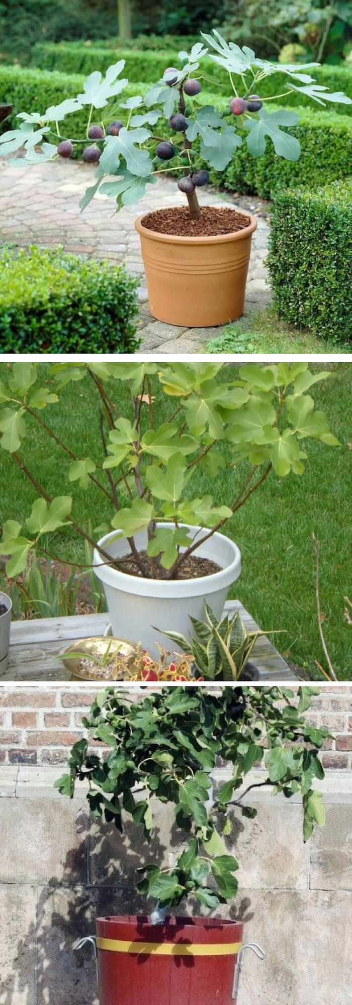 How to grow fig trees in containers