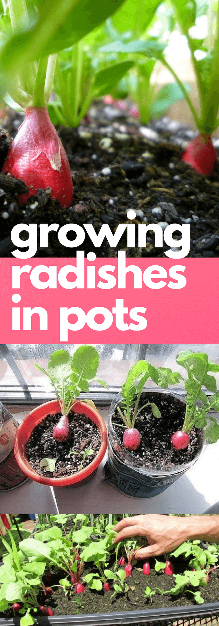 Growing radishes in pots