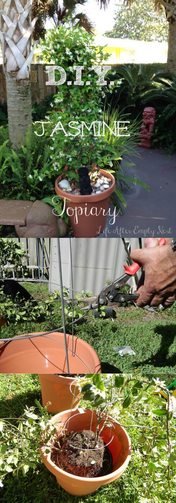 how to make a topiary tree in pot for beginners DIY Jasmine Topiary