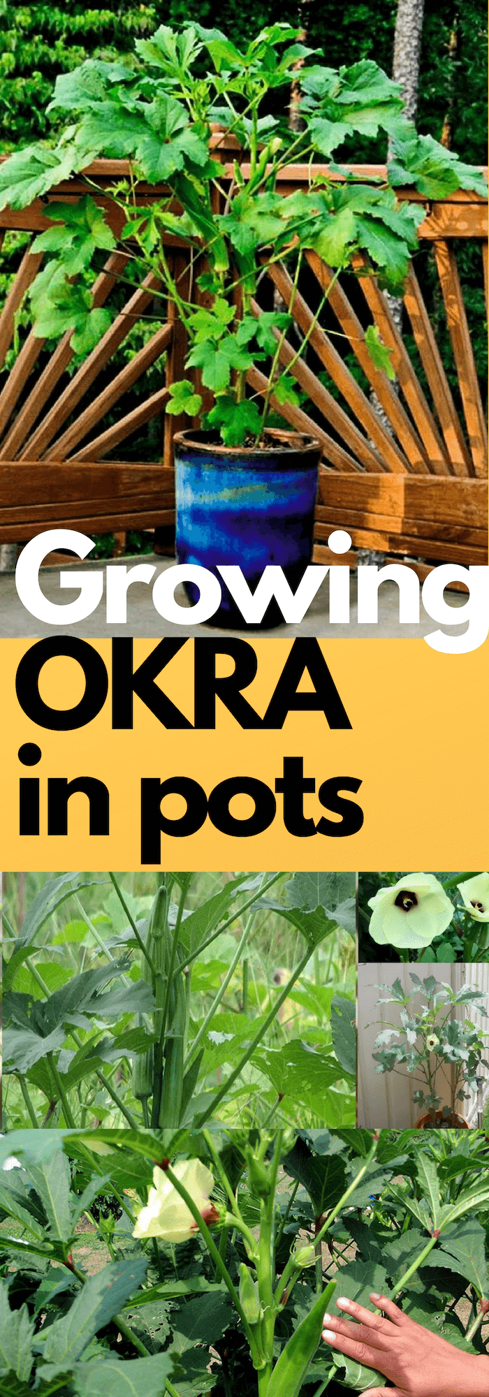 Growing Okra in pots