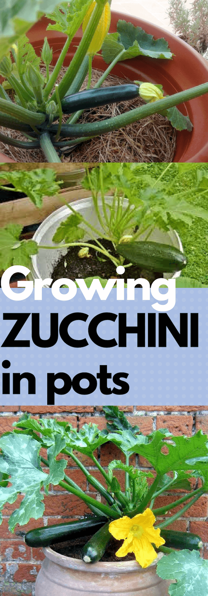 How to grow Zucchini or squashes in pots