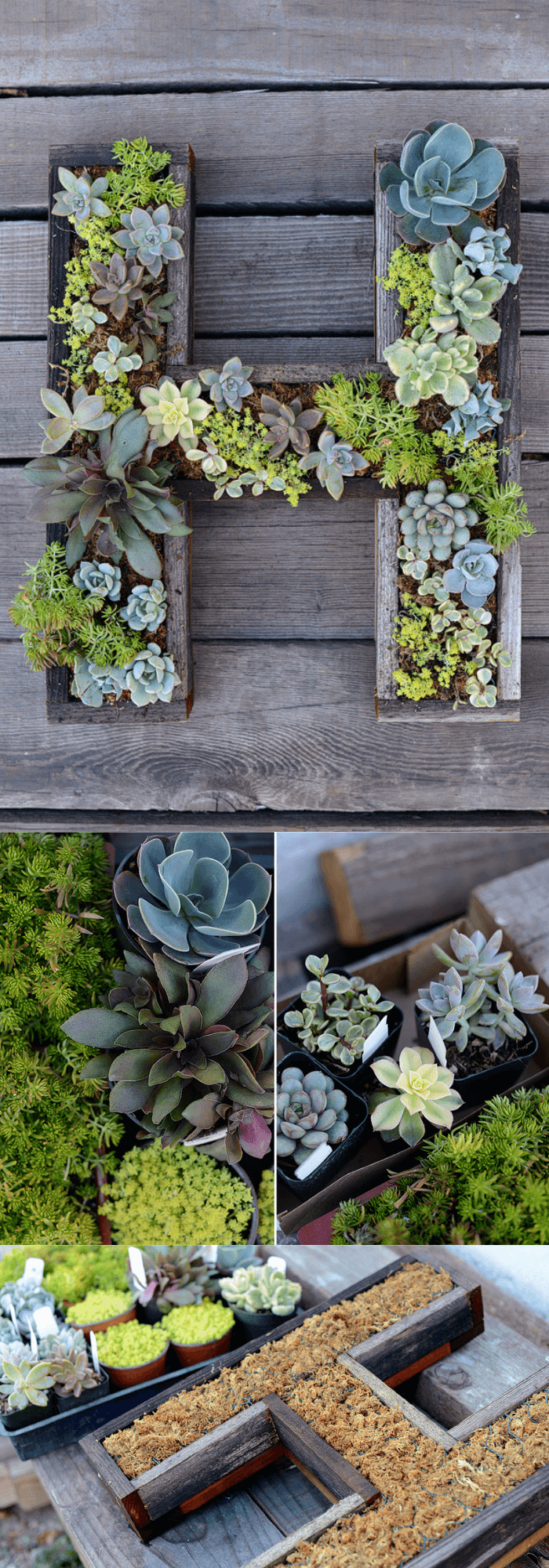 Wall-Mounted Succulent Letter DIY