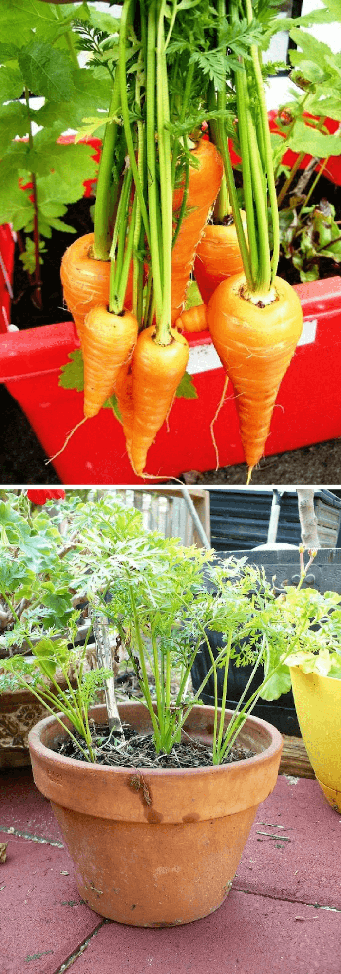 Growing carrots in pots