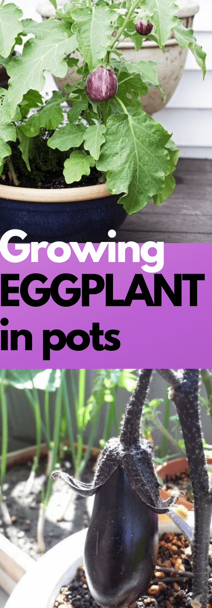 Growing Eggplant in pots