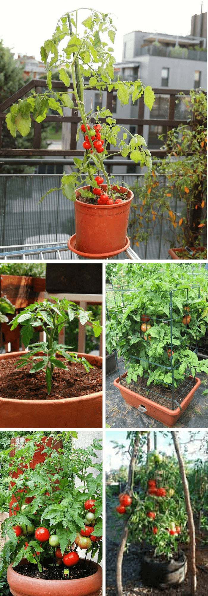 How to grow tomatoes in pots
