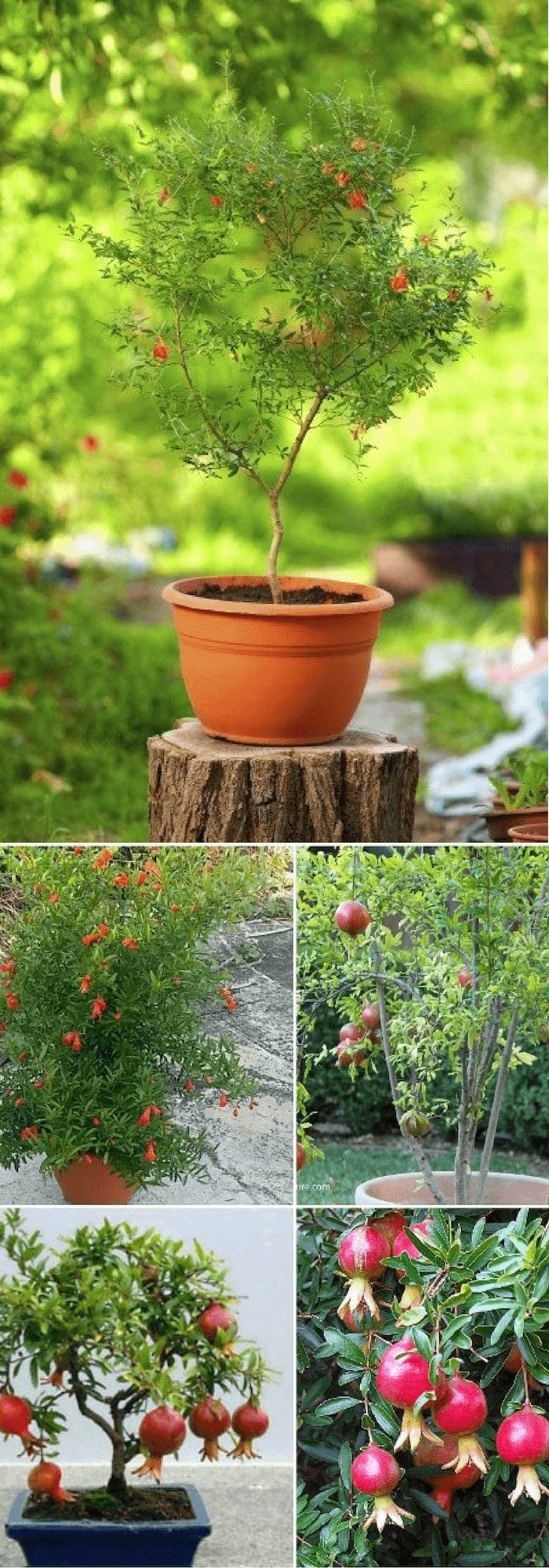 Growing Pomegranate tree in pots