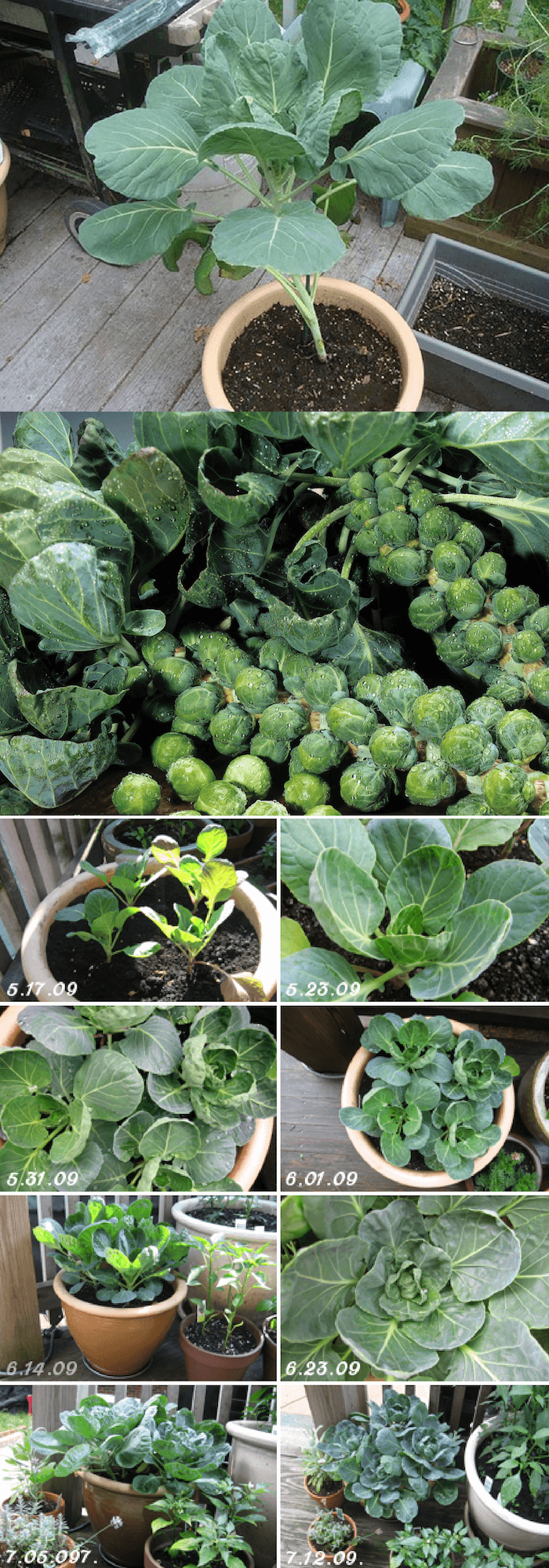 How To Grow Brussels Sprout In A Pot
