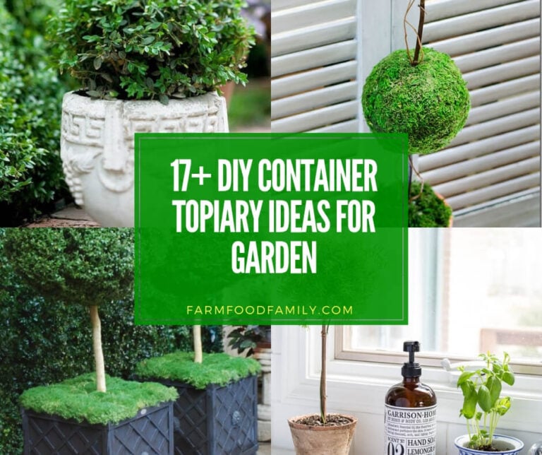 best diy container topiary ideas for your home and garden