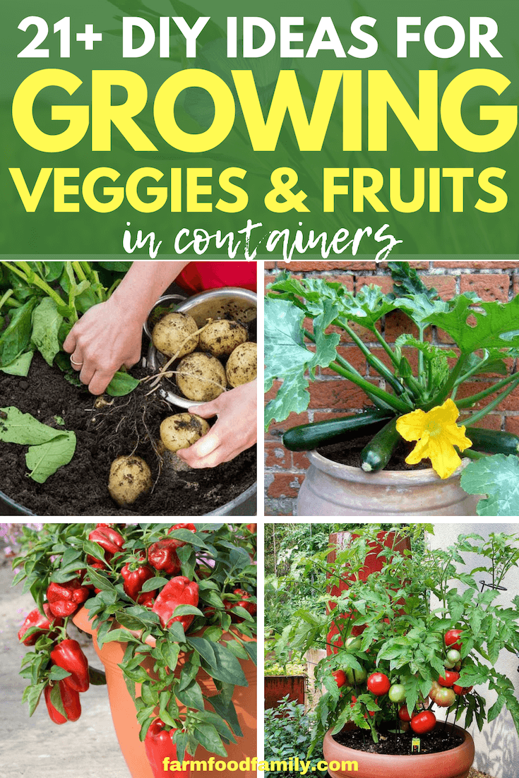 garden ideas for growing veggies fruits in pots