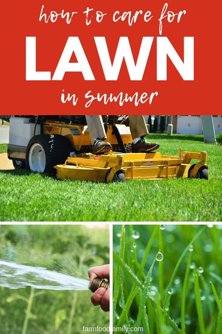 how to care for lawn in summer