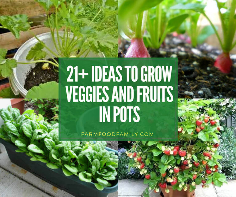 21+ ideas to grow veggies and fruits in pots