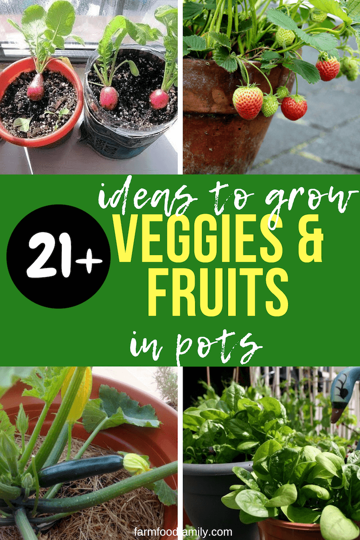 ideas to grow veggies fruits in containers